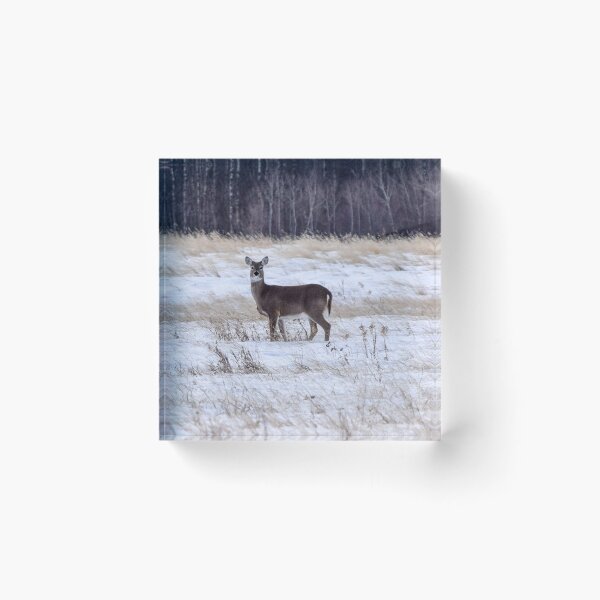Item preview, Whitetailed deer in a field. designed and sold by CanadianWild418.