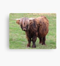 Bad Hair Day Canvas Print