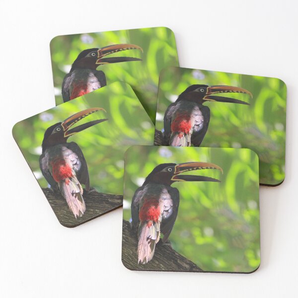 Item preview, aracari (Chestnut-eared Aracari) - Pantanal - Brasil designed and sold by Rafael  Cerqueira.