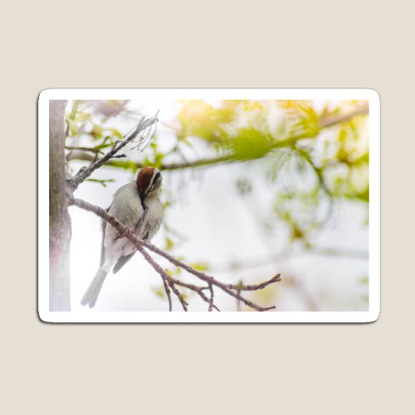 Item preview, Stunning Sparrow Basking In Sun designed and sold by kristyleeprint.