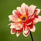 Flower by Plichard Mickaël