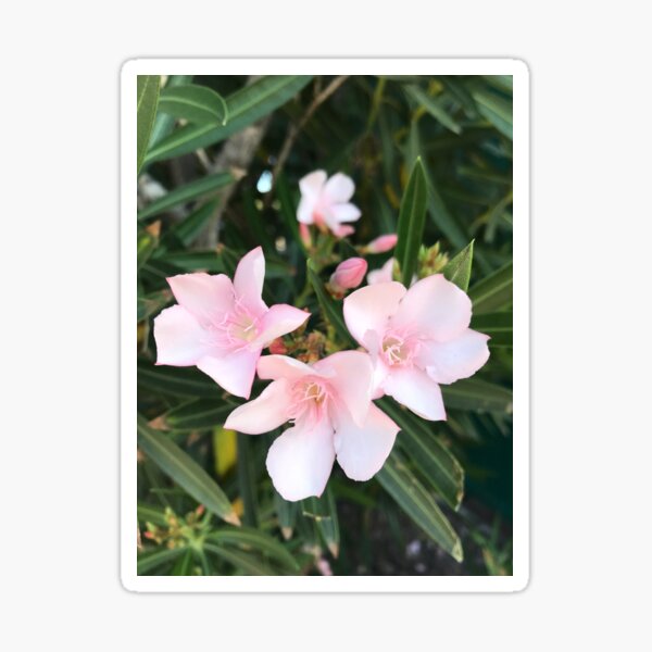 Sweet Beauty Sticker