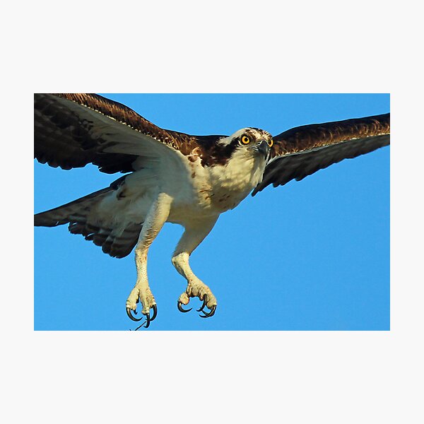 Item preview, Osprey-Up close and personal !! designed and sold by Anthony Goldman.