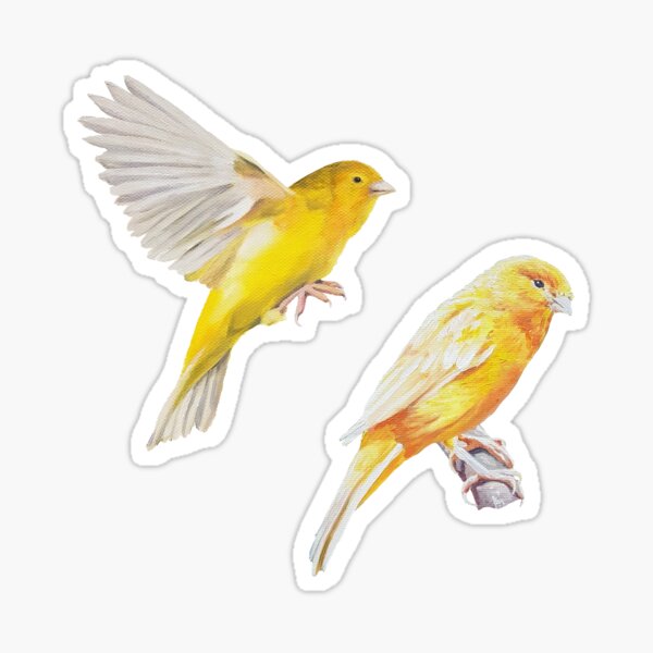 Canary Sticker set Sticker