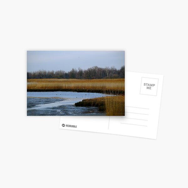 Reedland Postcard