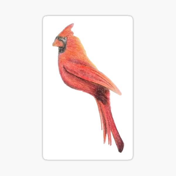 Red Cardinal Sticker
