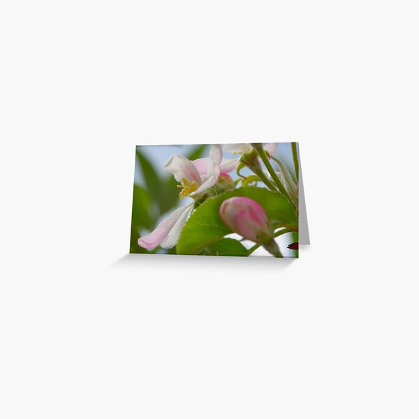Item preview, Apple Blossom designed and sold by wraysburyade.