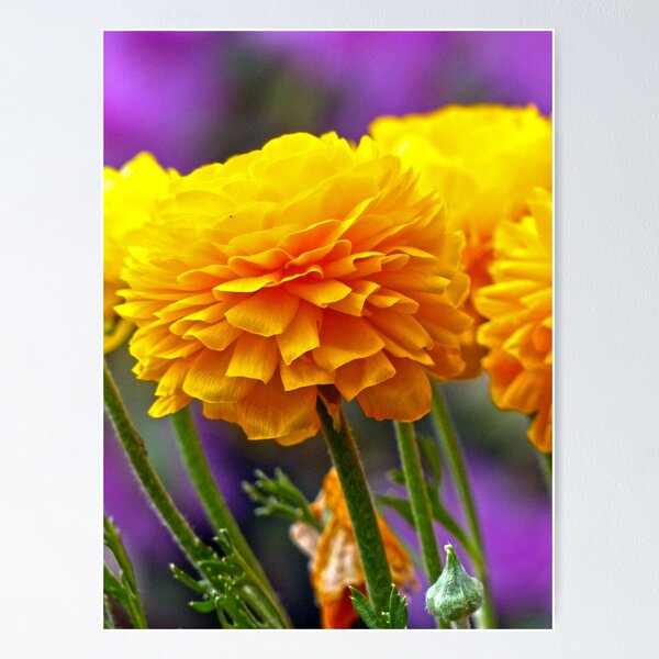 Artikelvorschau, Pretty Yellow Flowers entworfen und verkauft von Frankie Cat Photography.