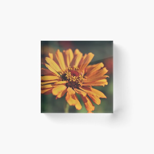 Item preview, Common Zinnia (Zinnia elegans)  designed and sold by Kathleen Daley.