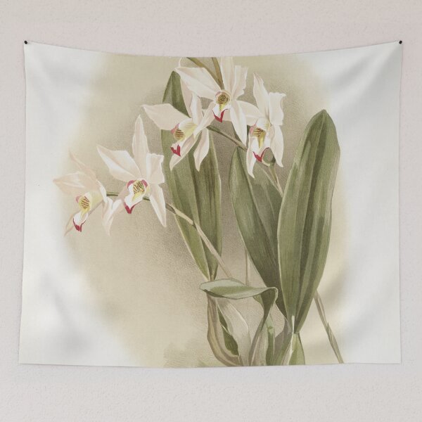Item preview, Reichenbachia: Orchids Illustrated and Described designed and sold by EsotericBotanic.