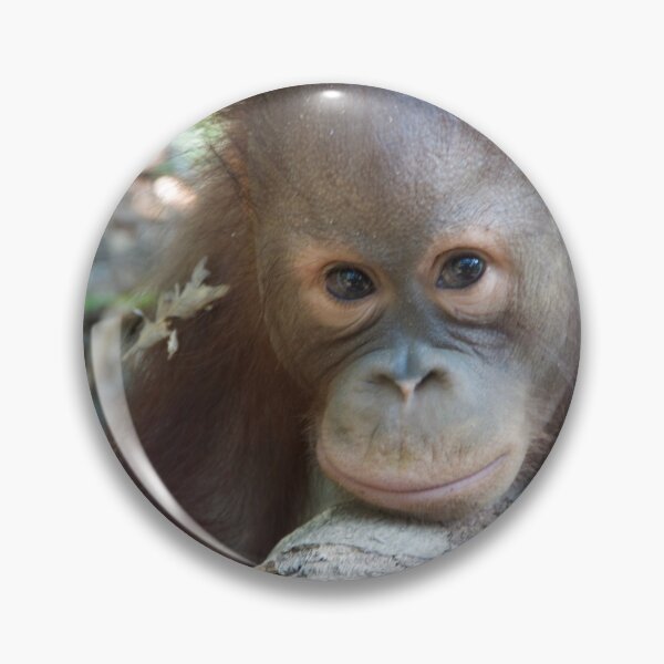 Item preview, Orangutan in Borneo designed and sold by tessneedham.