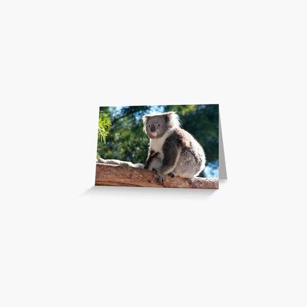 Item preview, Climbing Koala designed and sold by Karen Tregoning.