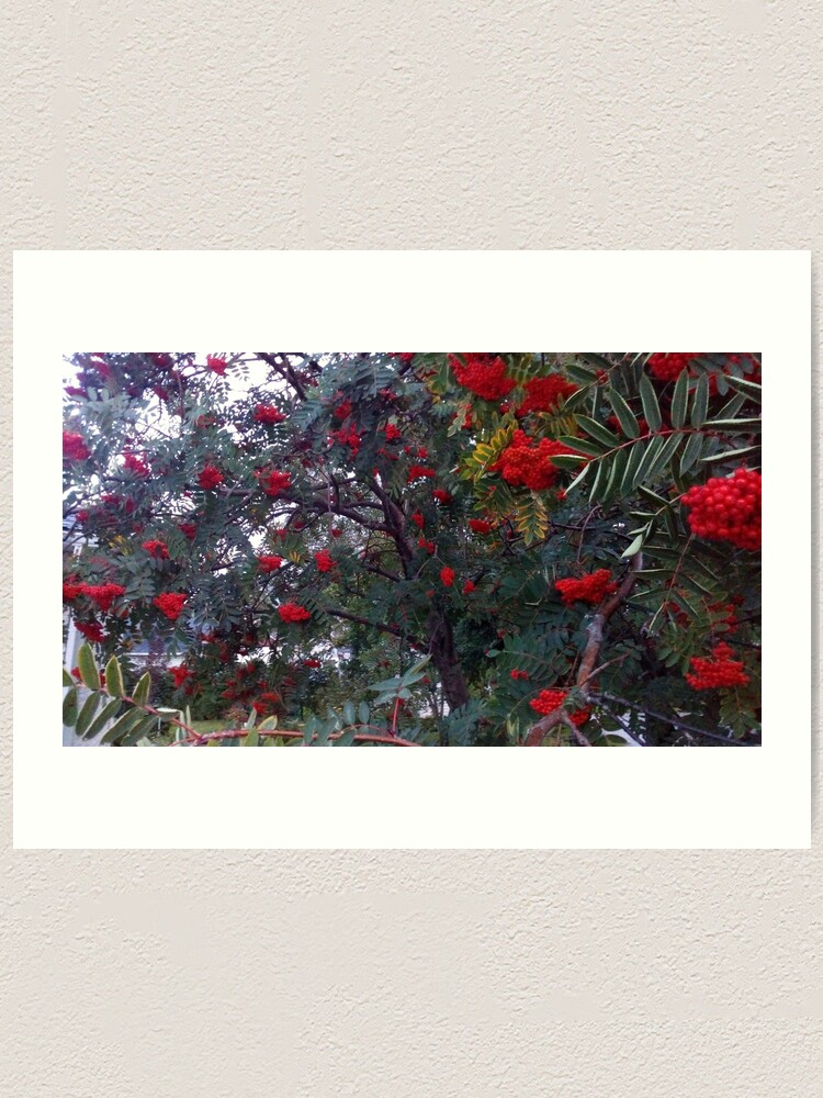 Alternate view of Flora and red fruits Art Print