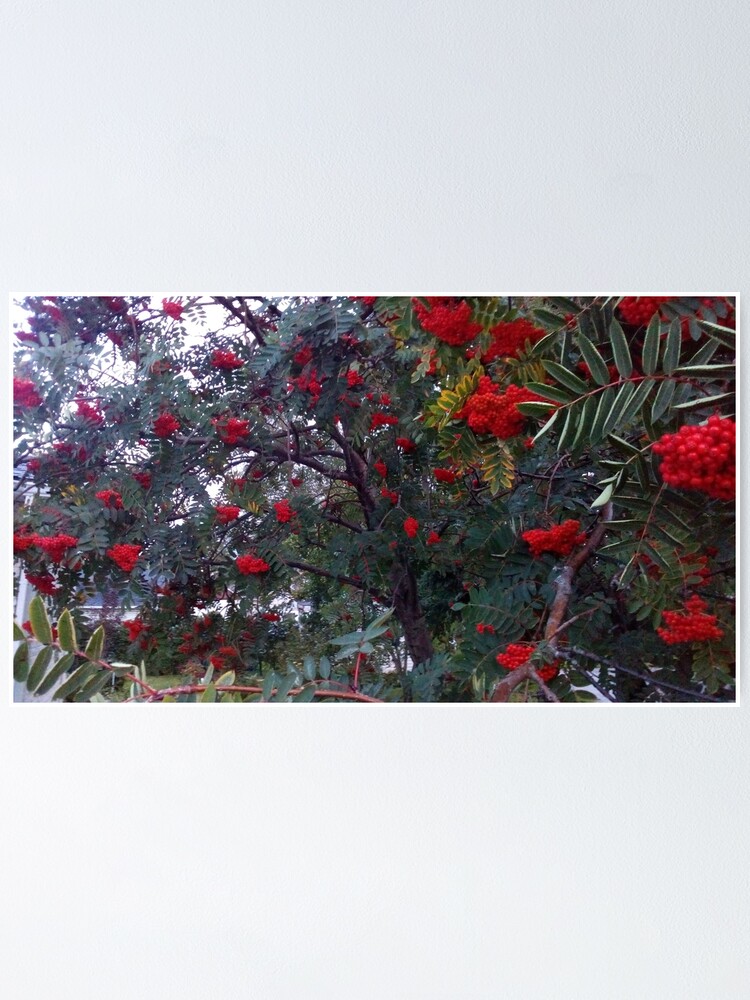 Alternate view of Flora and red fruits Poster