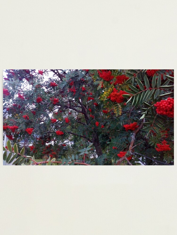 Alternate view of Flora and red fruits Photographic Print