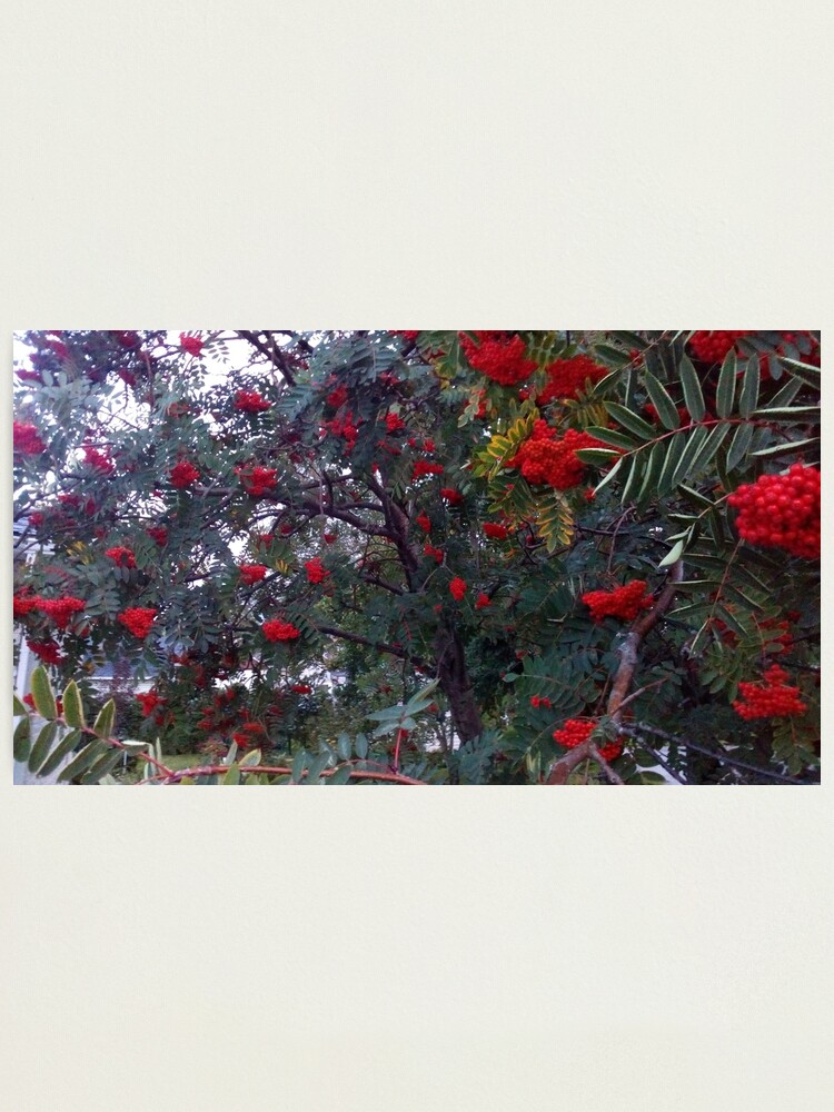 Alternate view of Flora and red fruits Photographic Print