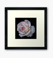 A Rose Framed Print