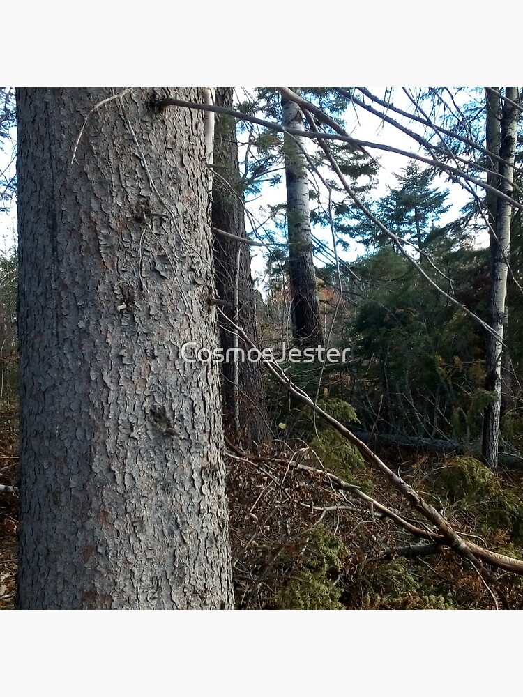 Canadian woodland 1 by CosmosJester