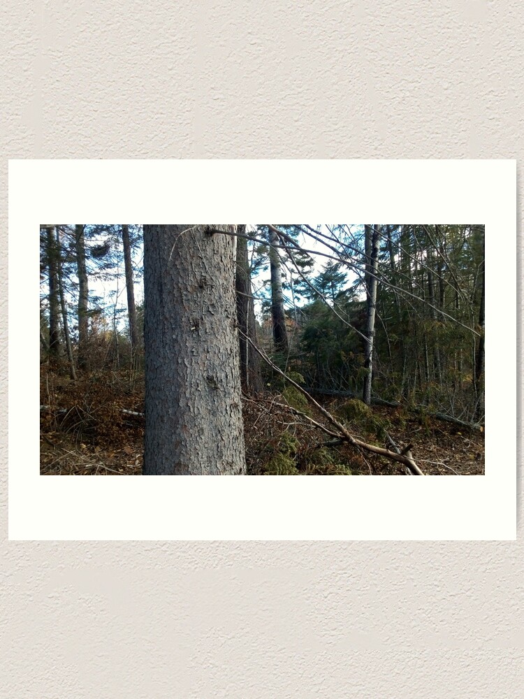 Alternate view of Canadian woodland 1 Art Print