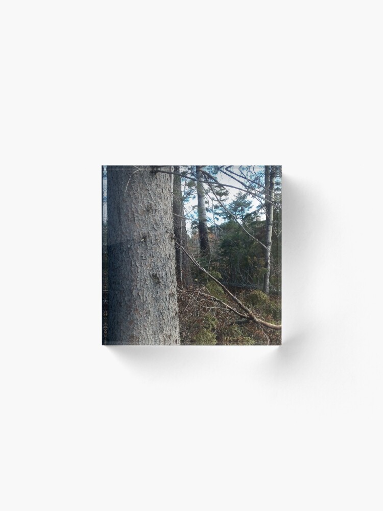Alternate view of Canadian woodland 1 Acrylic Block