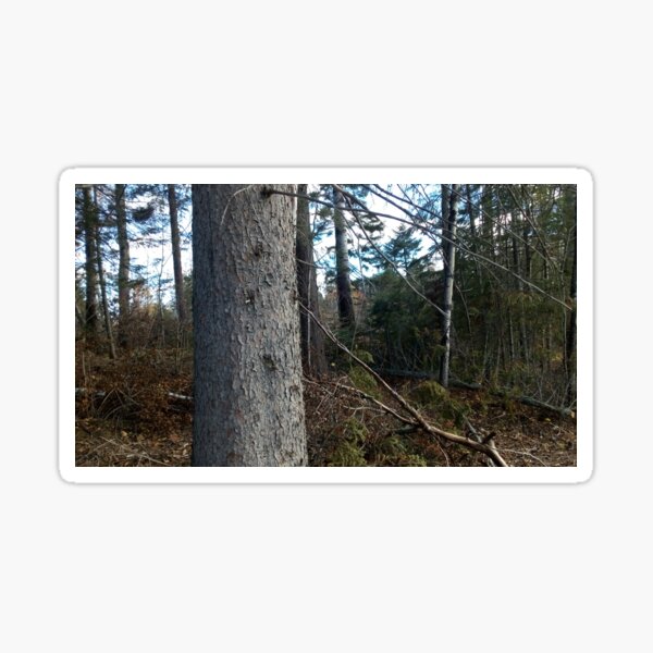 Canadian woodland 1 Sticker