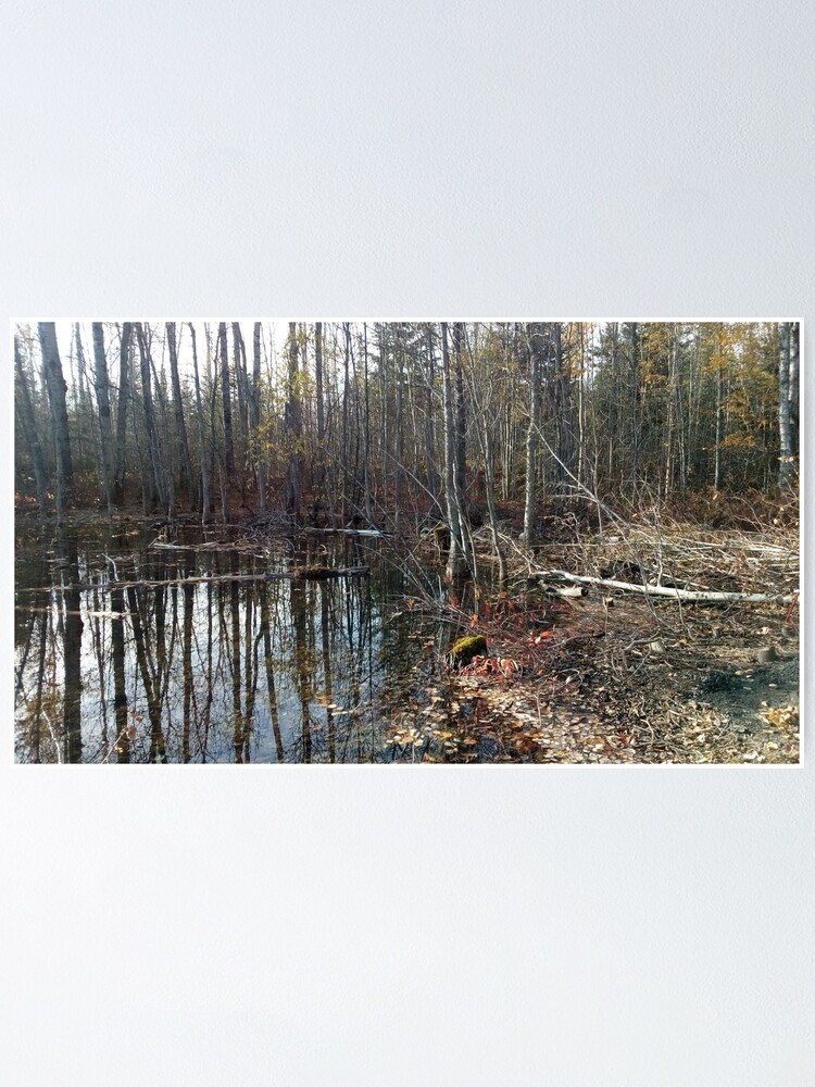 Alternate view of canadian swamp land 1 Poster