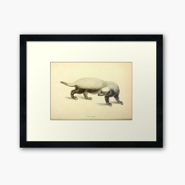 Item preview, Honey Badger  designed and sold by Amanda1775.