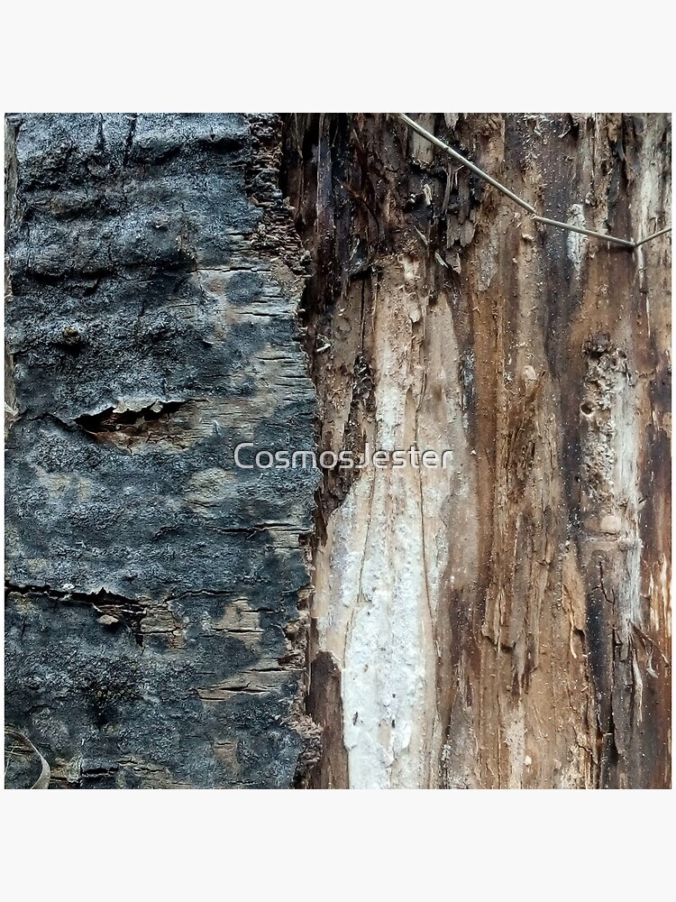 Log up close 1 by CosmosJester