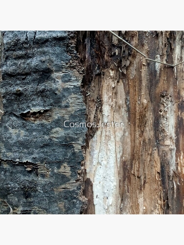Log up close 1 by CosmosJester