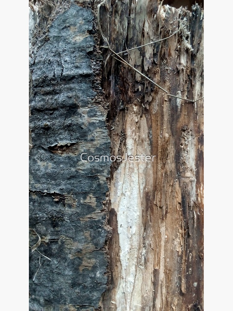 Log up close 1 by CosmosJester
