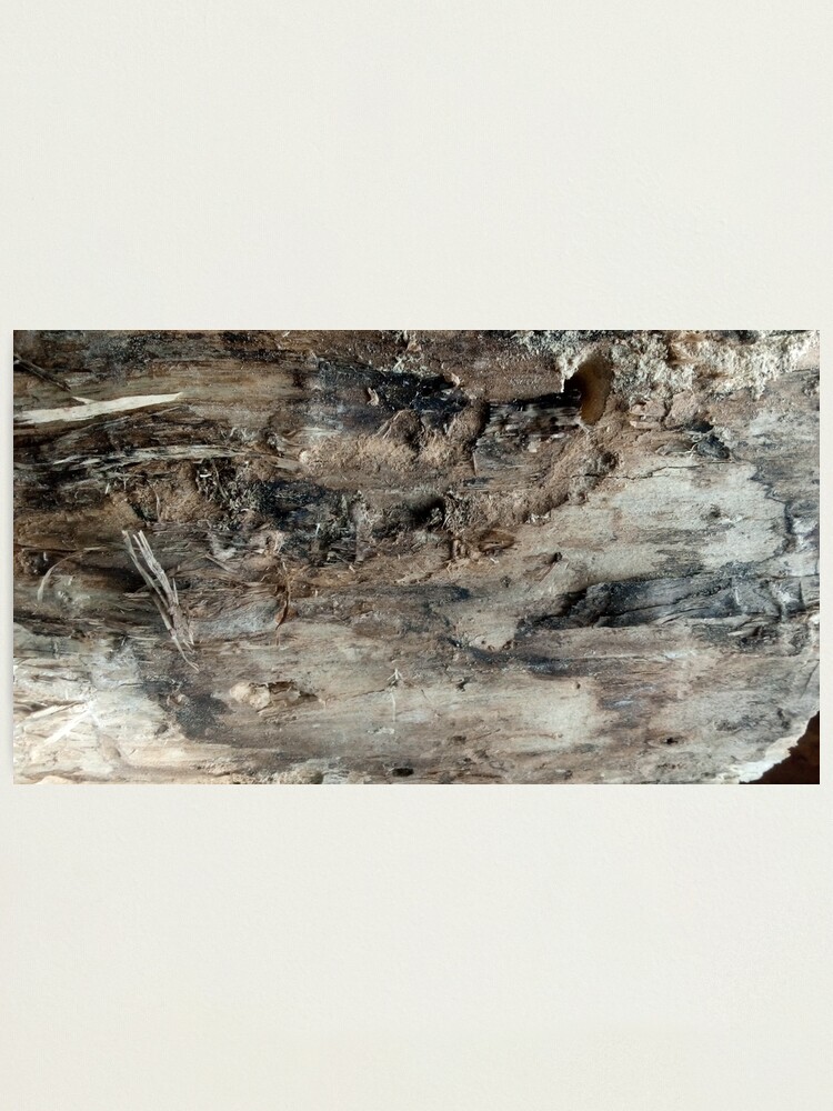 Alternate view of log upclose 3 Photographic Print