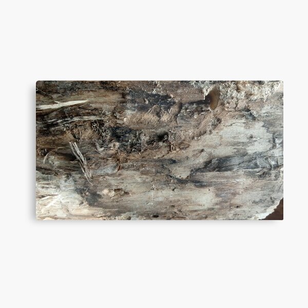 log upclose 3 Metal Print