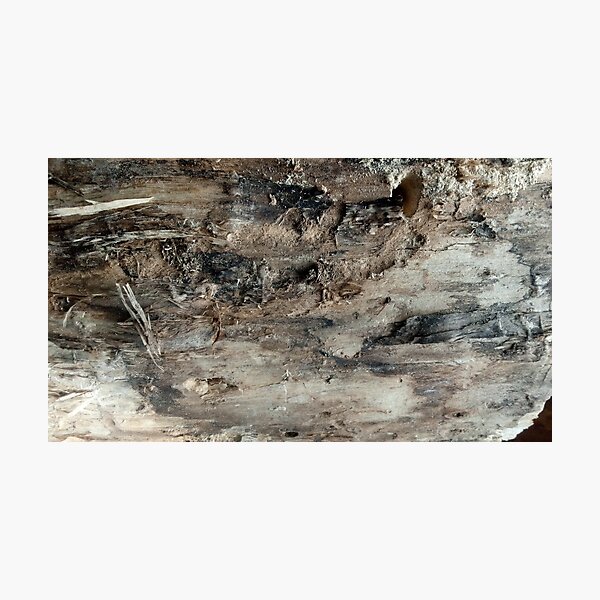 log upclose 3 Photographic Print