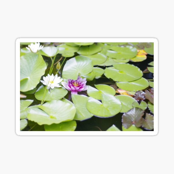 nenuphar 1 Sticker