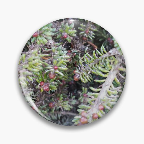 evergreen ever so close Pin