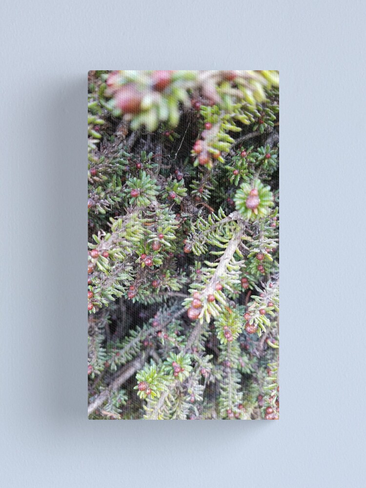 Alternate view of evergreen ever so close Canvas Print
