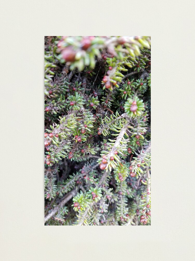Alternate view of evergreen ever so close Photographic Print