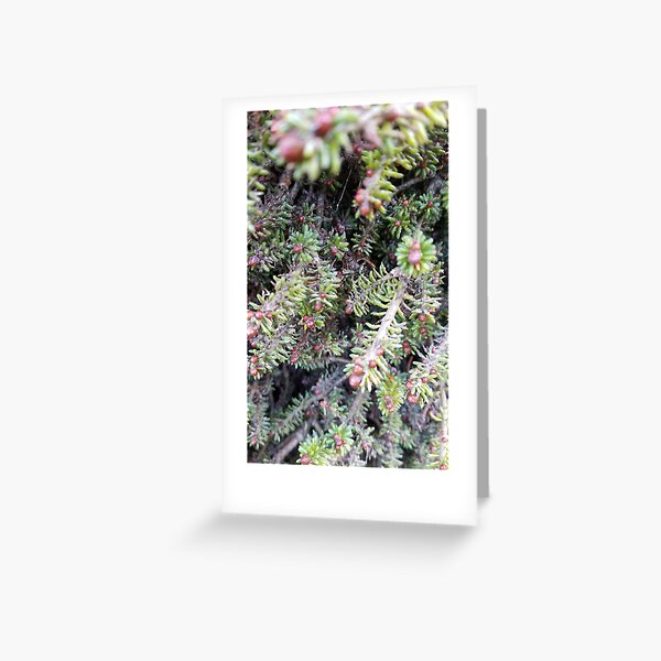 evergreen ever so close Greeting Card