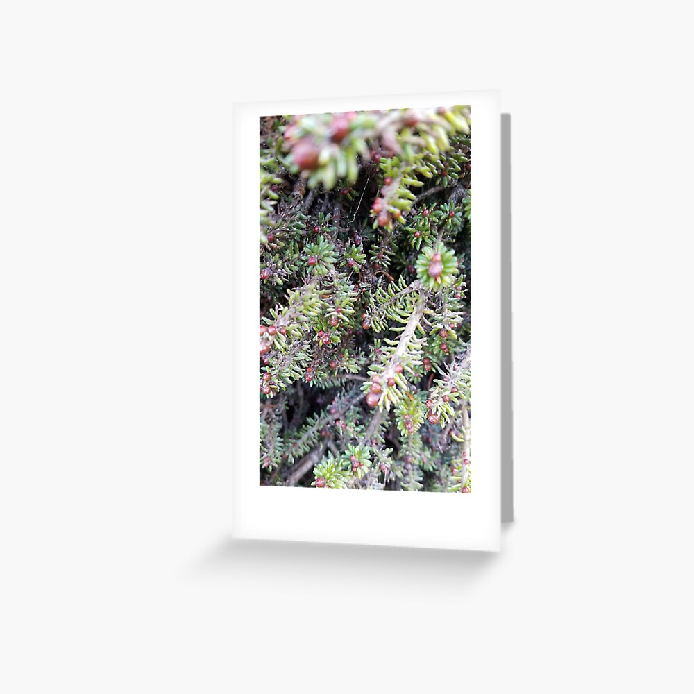 evergreen ever so close Greeting Card