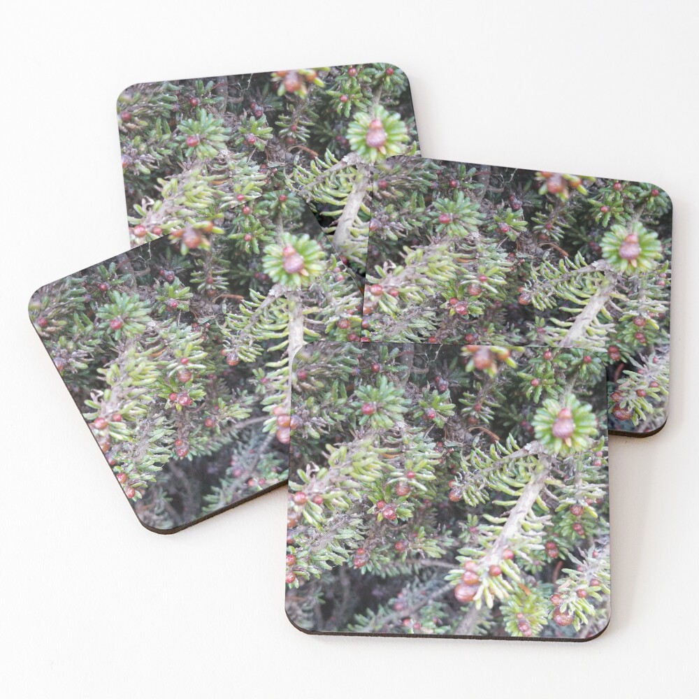 evergreen ever so close Coasters (Set of 4)