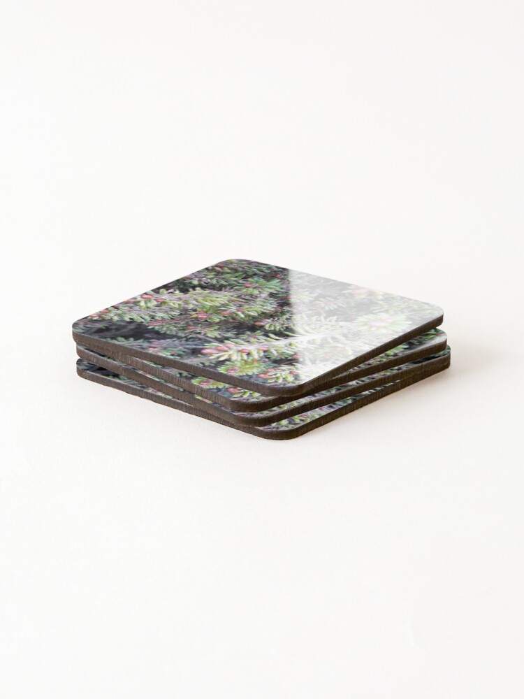 Alternate view of evergreen ever so close Coasters (Set of 4)