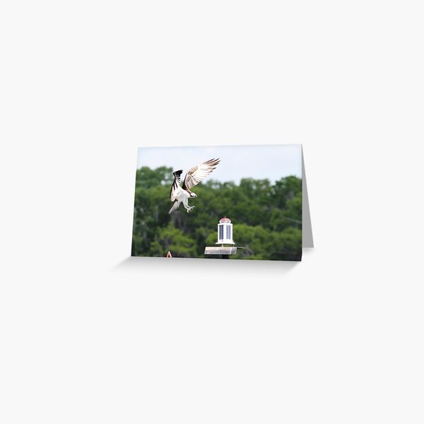 Landing Gear Down! Greeting Card
