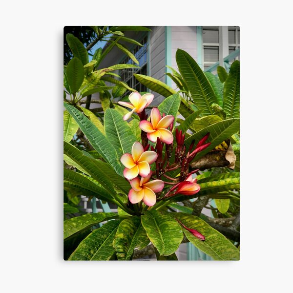 Tropical Flowers Canvas Print