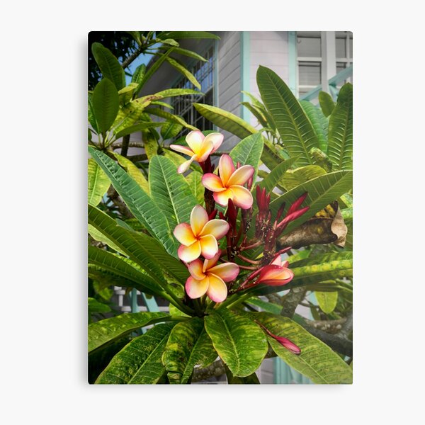 Tropical Flowers Metal Print