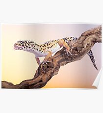 Leopard gecko Poster