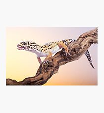 Leopard gecko Photographic Print