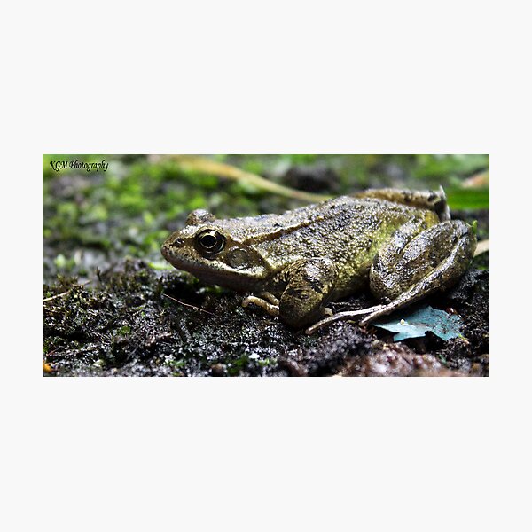 Artikelvorschau, Urbex Frog entworfen und verkauft von Kiara Gallacher.