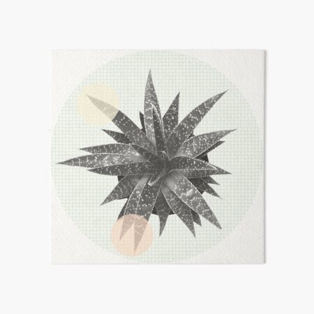 Sukkulente Haworthia Fasciata mit Pastell Punkten Galeriedruck