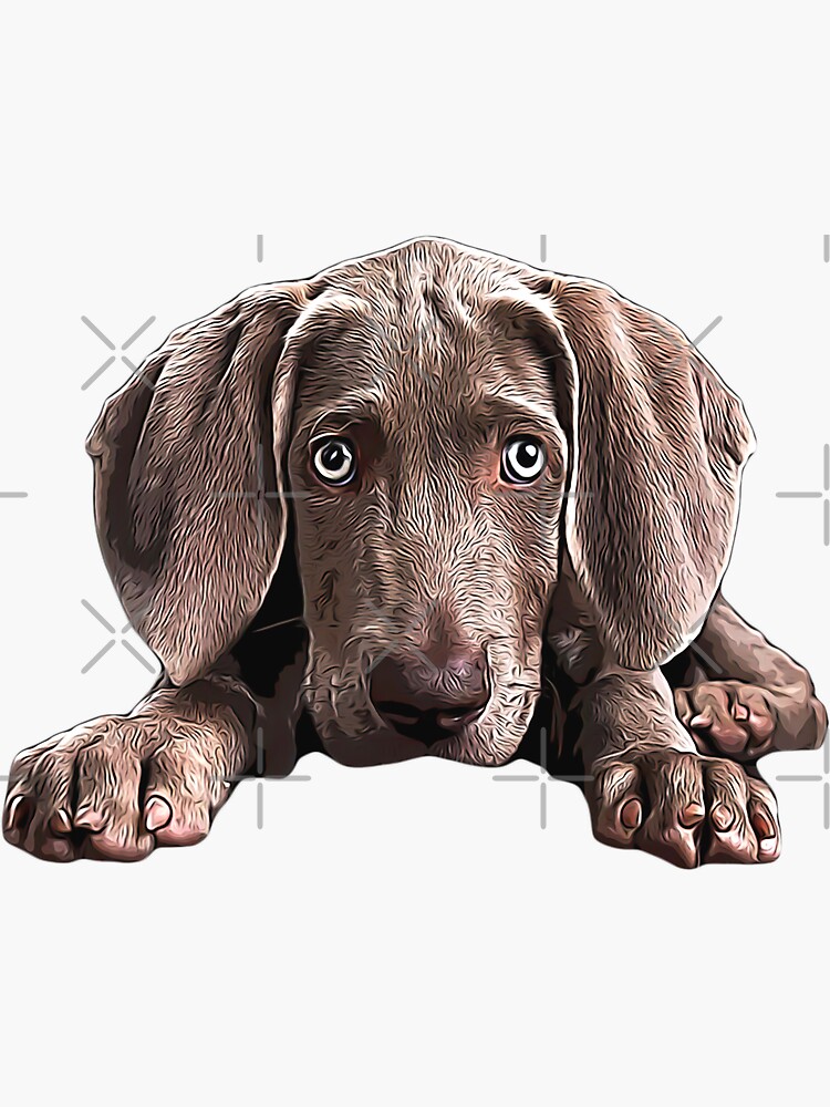 Weimaraner cute hot sale