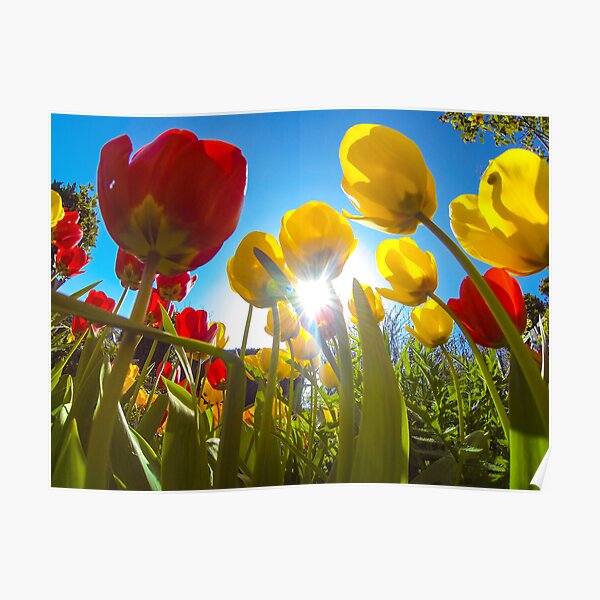 Exploring the garden on a sunny day Poster